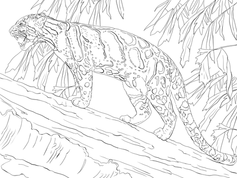 Clouded Leopard Standing On Tree Coloring Page